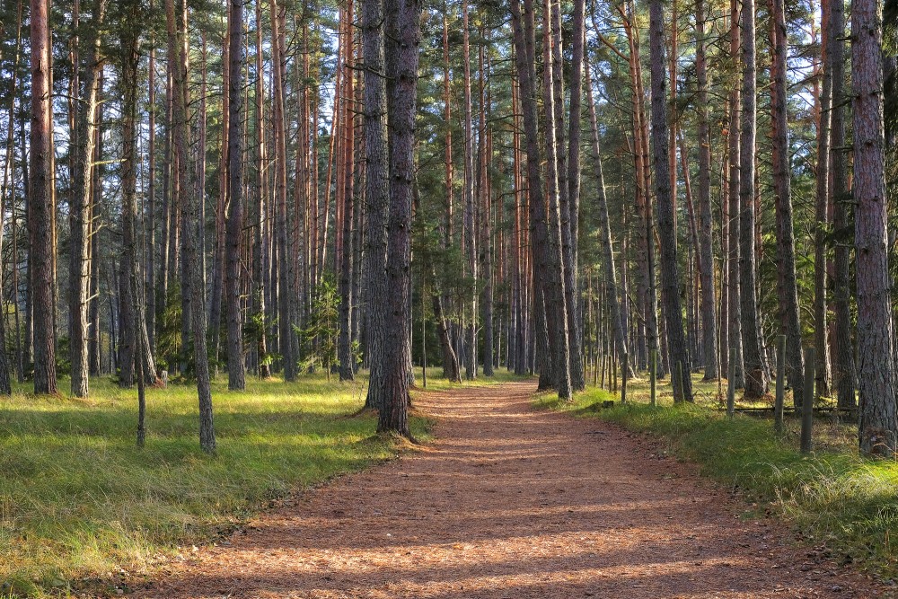 Mežs (dabas parks "Engures ezers")