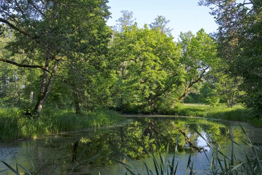 Trees in the Park by the Pond