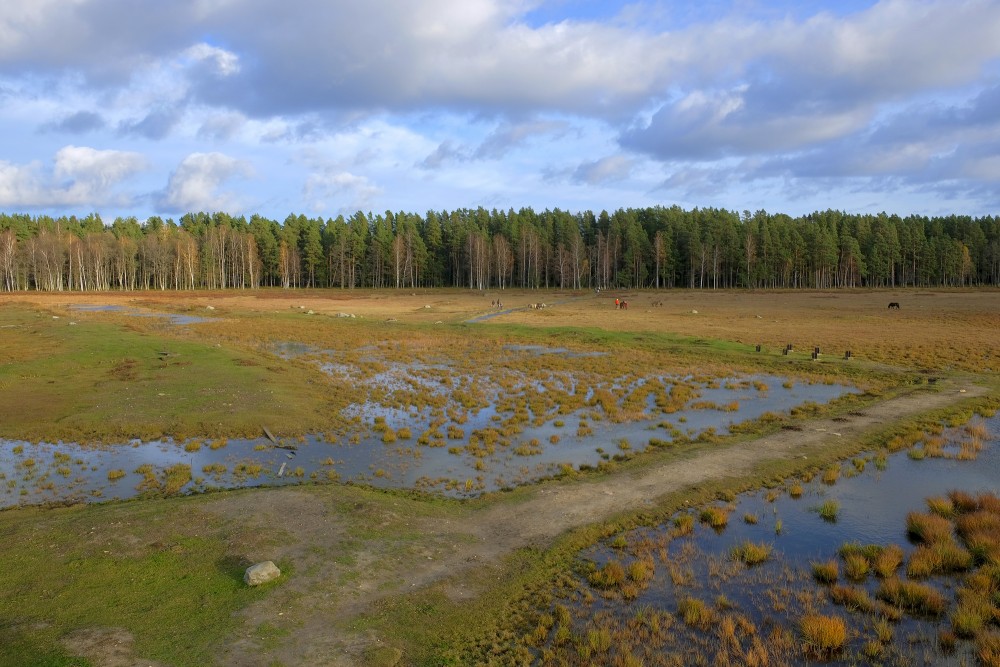 Dabas parka "Engures ezers" ainava