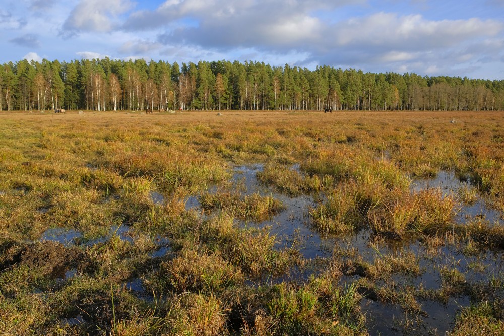 Landscape of the Nature Park "Engure Lake"
