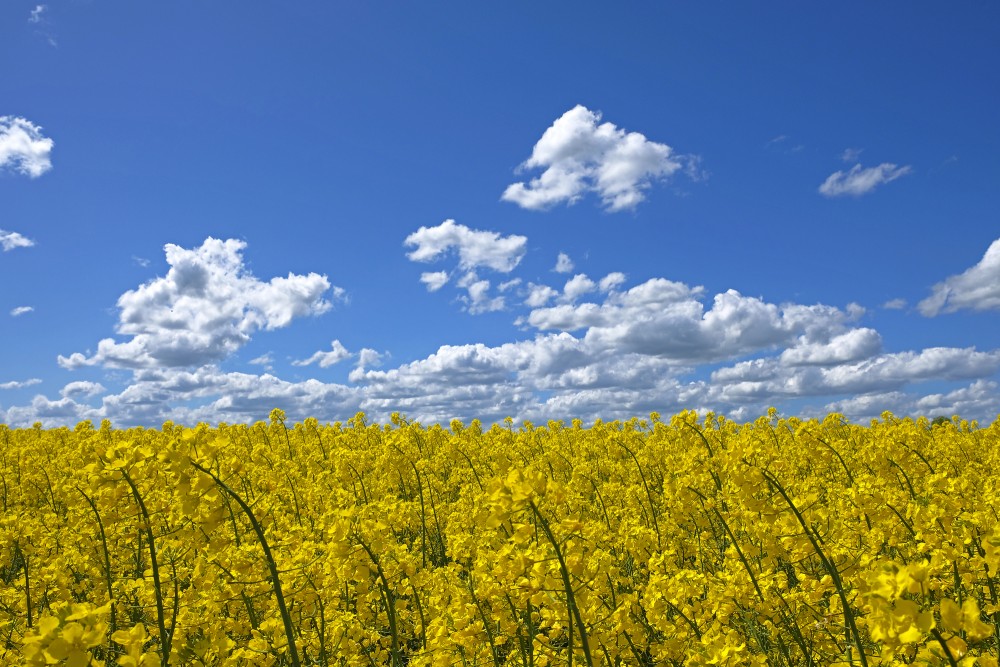 Flowering Rape Field and Clouds