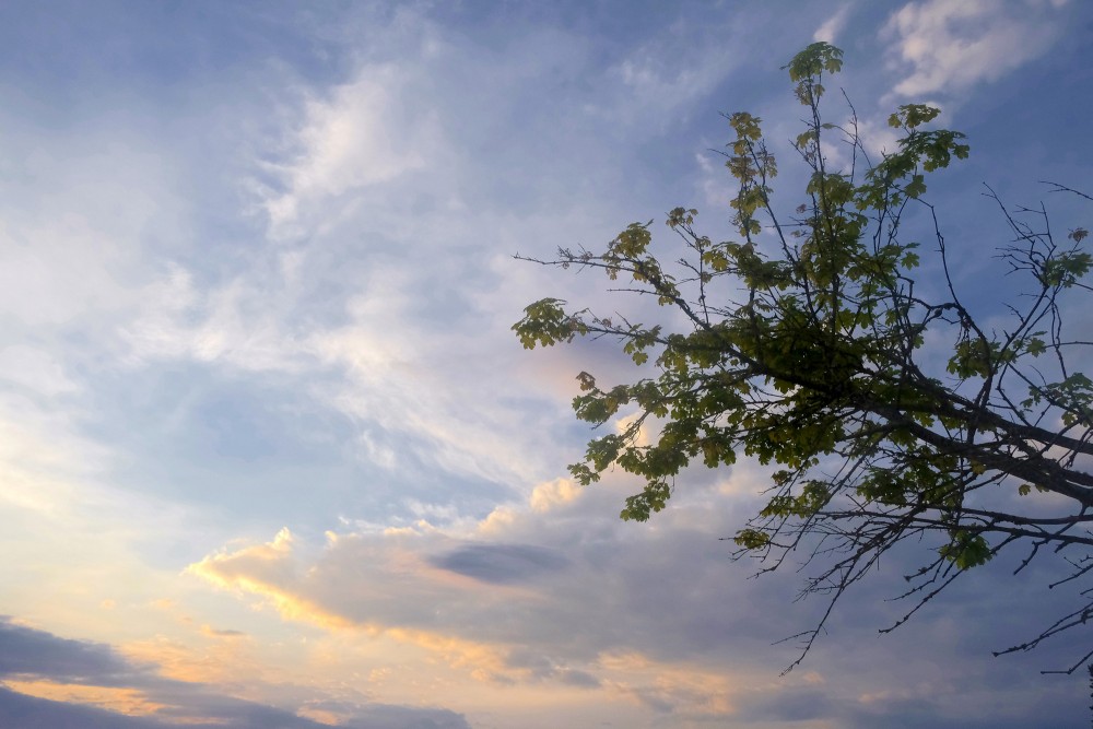 Vakarīgas mākoņainas debesis, kļavas zari