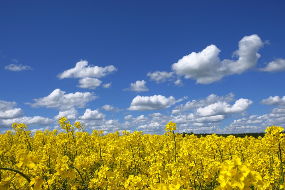 Flowering Rape Field and Clouds