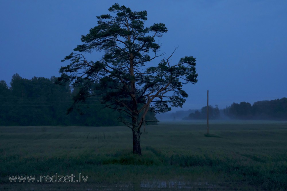 Night Landscape With Pine Trees