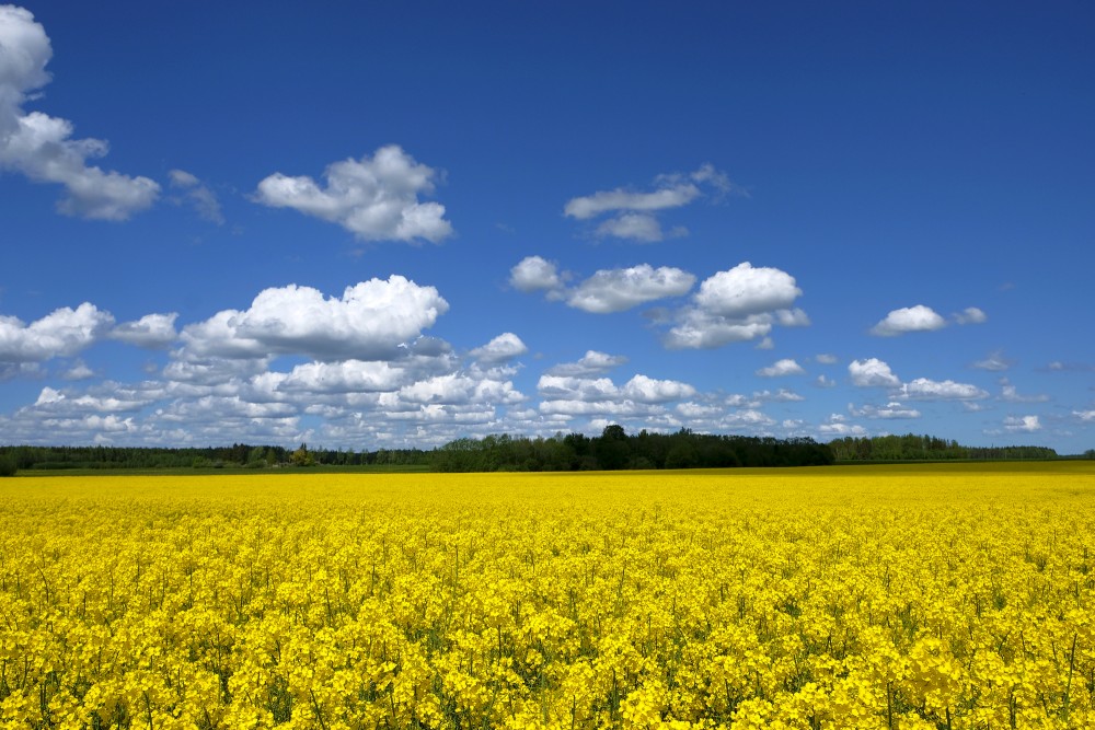 Flowering Rape Field and Clouds