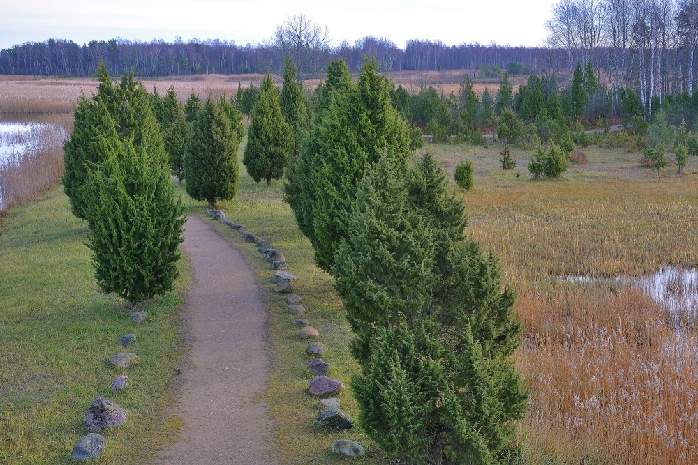 Kadiķi pie Kaņiera ezera torņa Kadiķi pie Kaņiera ezera torņa