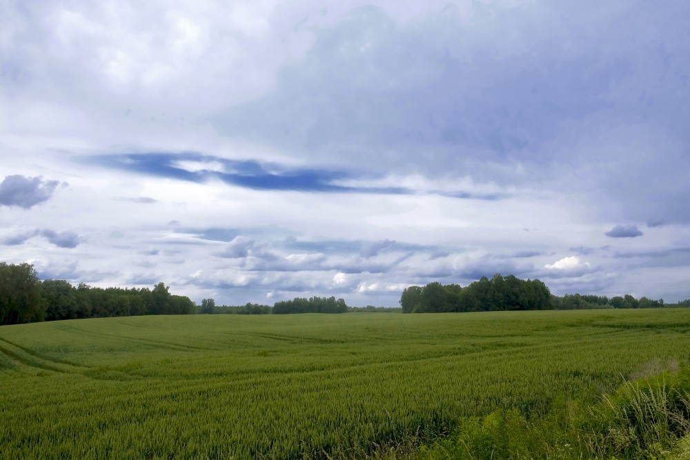 Rural Landscape, Crops, Cloudy Sky