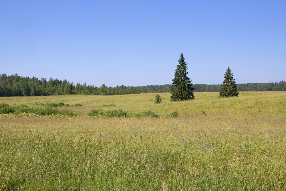 Egles lauka vidū