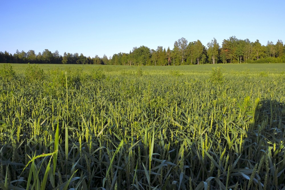 Labības lauka ainava Labības lauka ainava