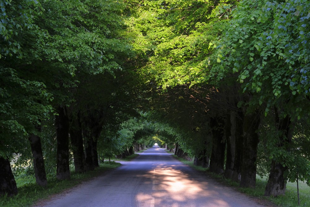 Linden Alley