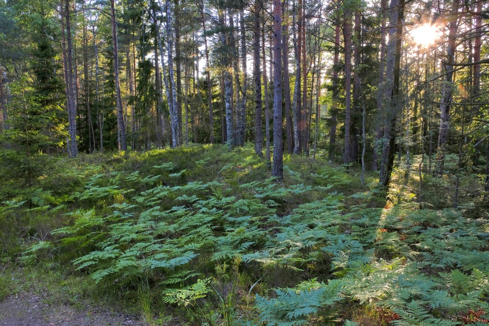 Meža ainava Meža ainava