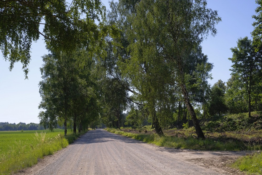 Bērzu aleja Bērzu aleja