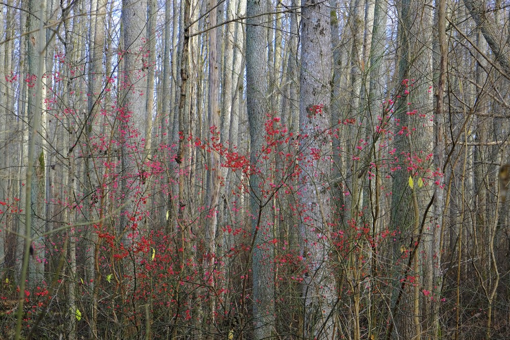 Eiropas segliņš, ejot pa Melnalkšņu dumbrāja laipu