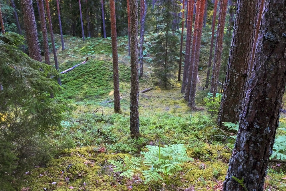 Skats no kangara aukšas