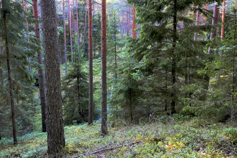Pēterezera dabas takas ainava