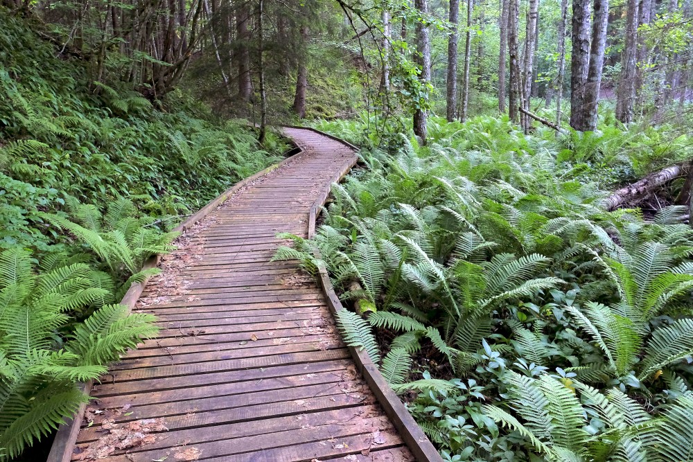 Pēterezera dabas takas laipa