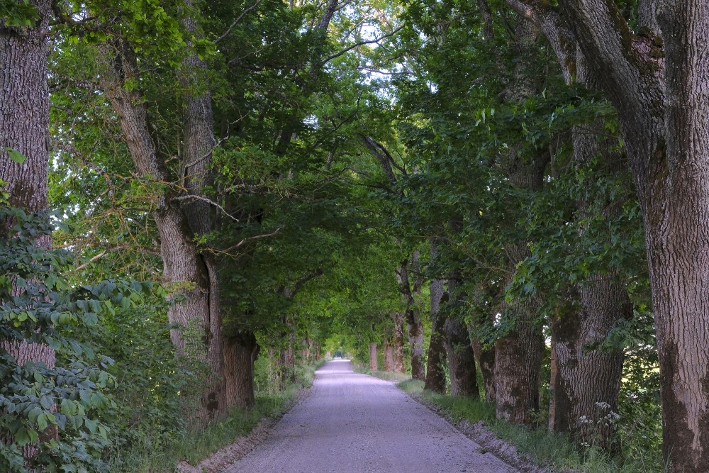 Oak Alley