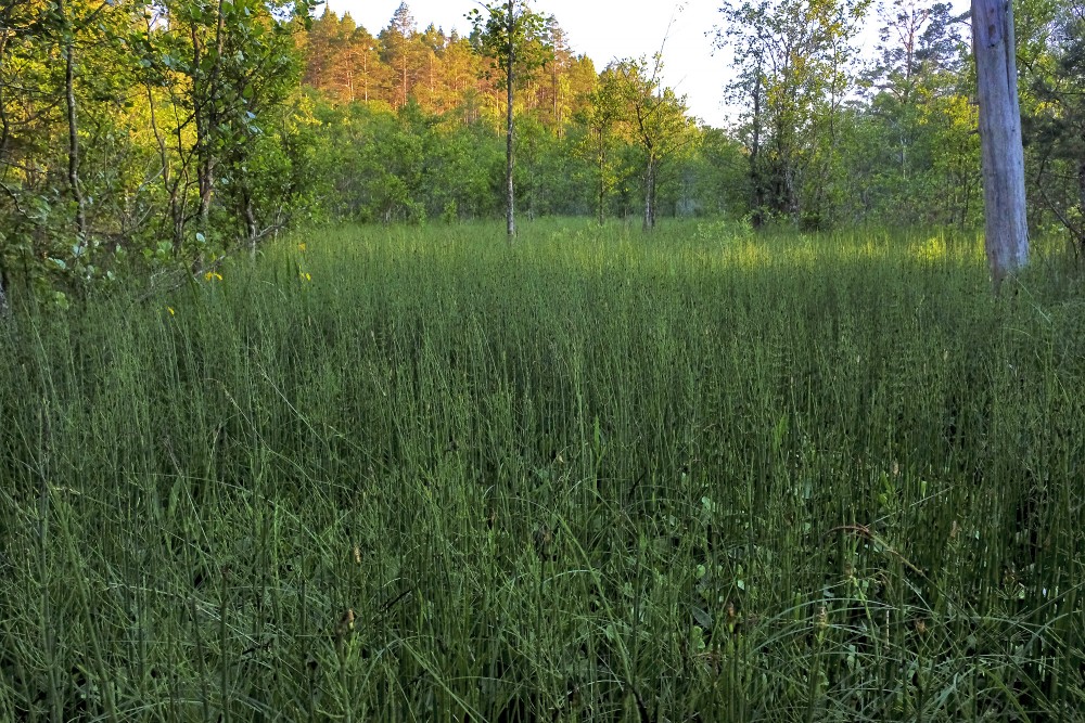 Ejot pa Pēterezera dabas taku