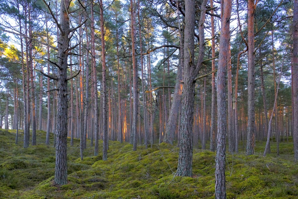 Priežu mežs pie jūras