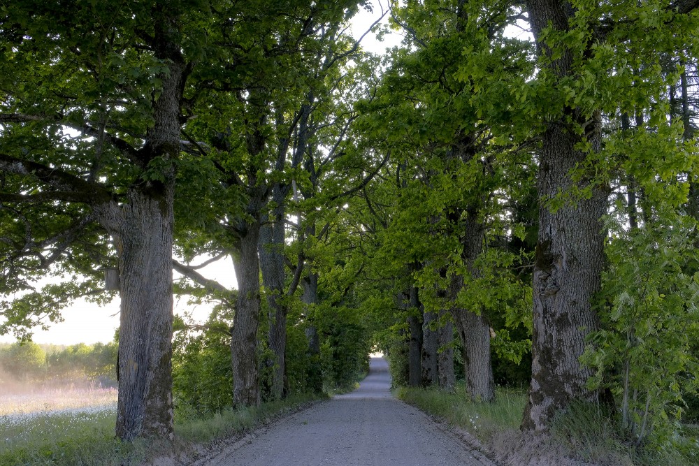 Oak Alley