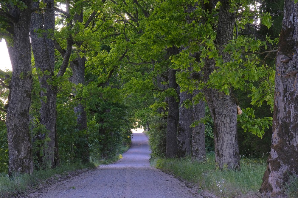 Oak Alley