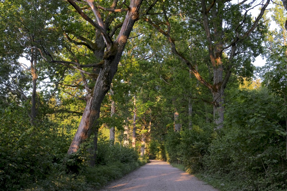 Oak Alley, Avenue Trees