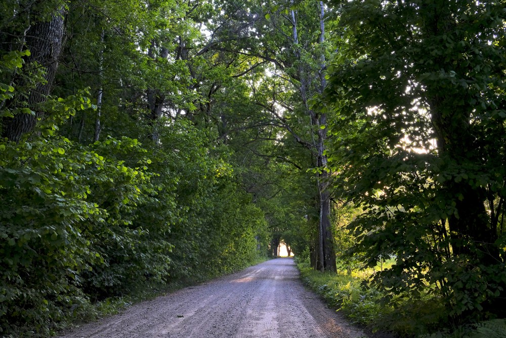 Avenue trees