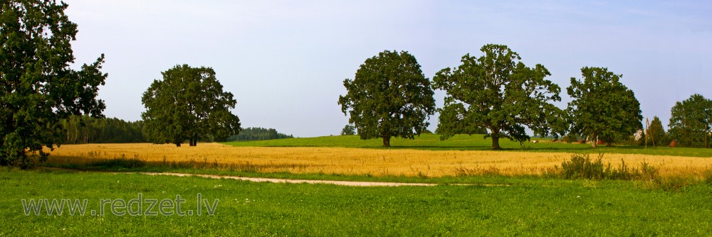 Panorāma ar ozoliem