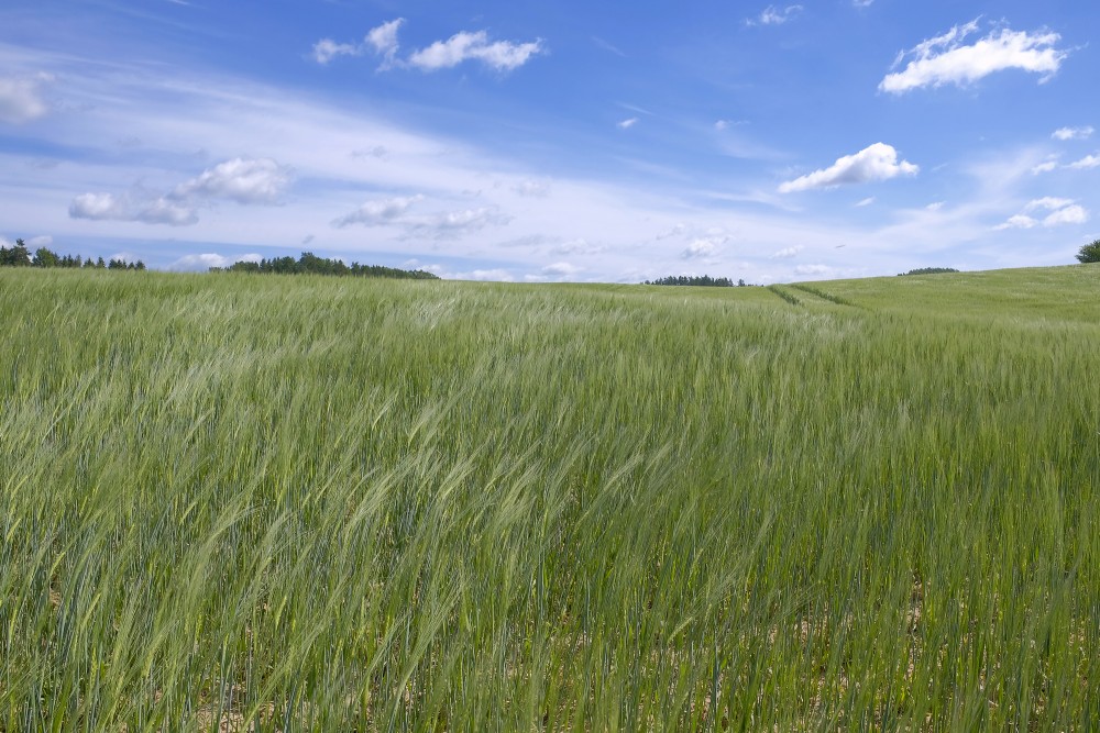 Rye Field