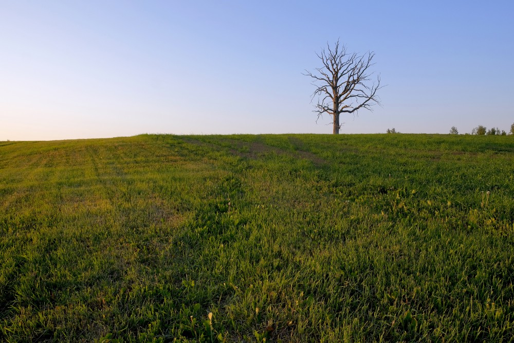 Landscape with Dead Tree