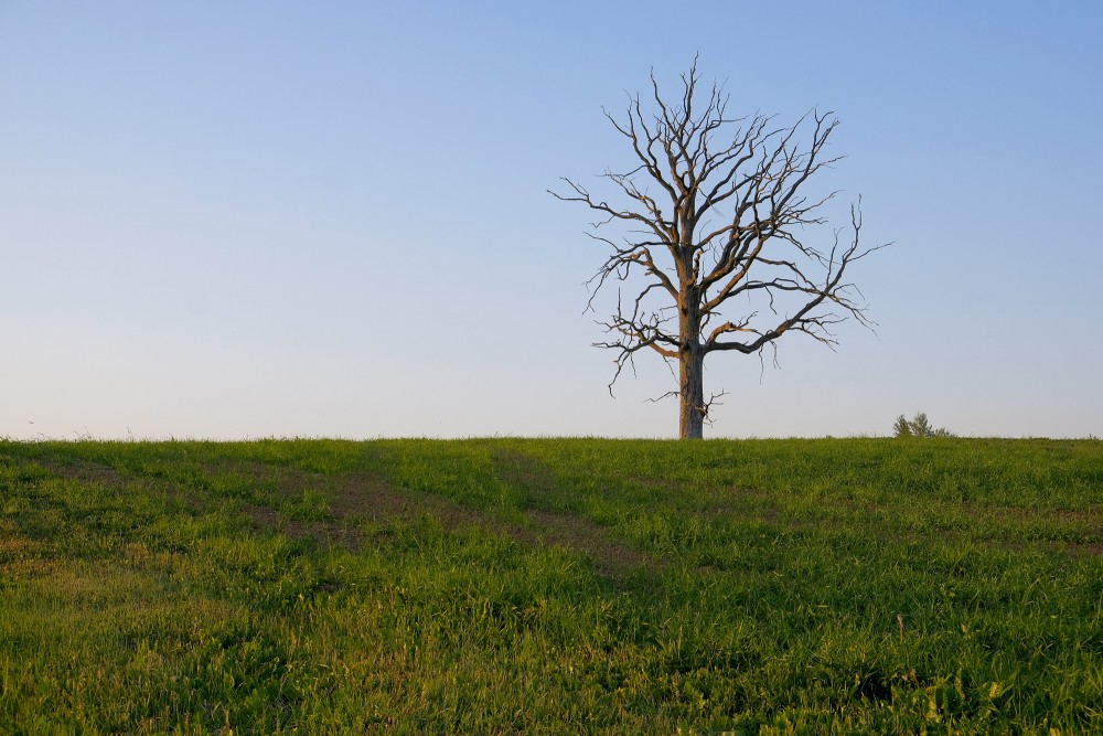 A Dead Tree in a Meadow