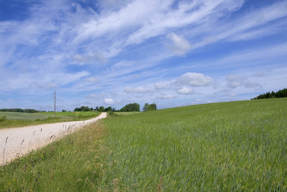 Lauku ainava, grantēts ceļš, pauguraine