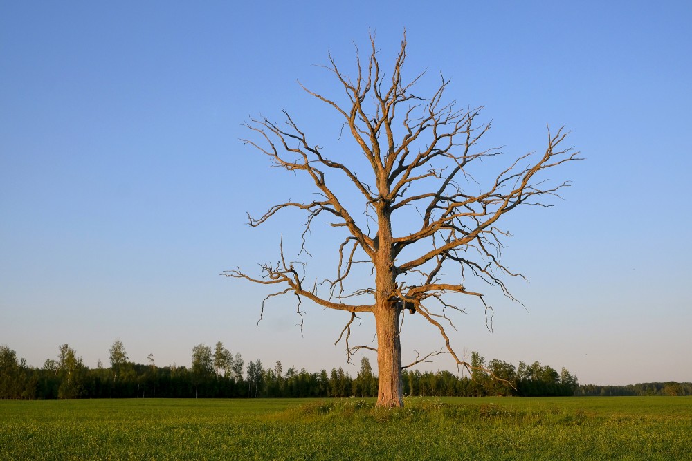 Dead Tree at Sunset