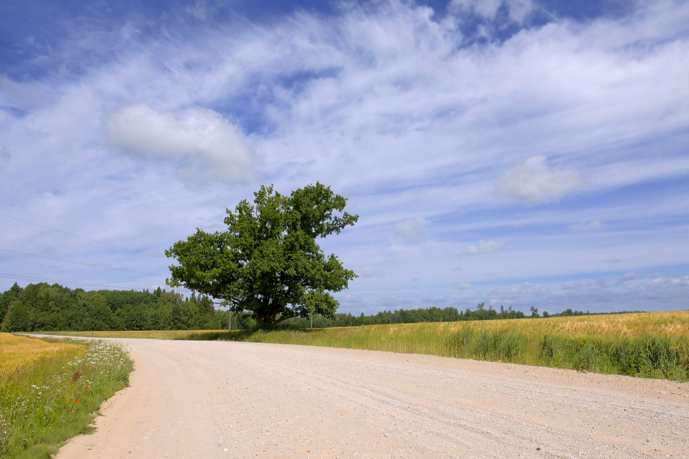 Ozols lauka ceļa malā