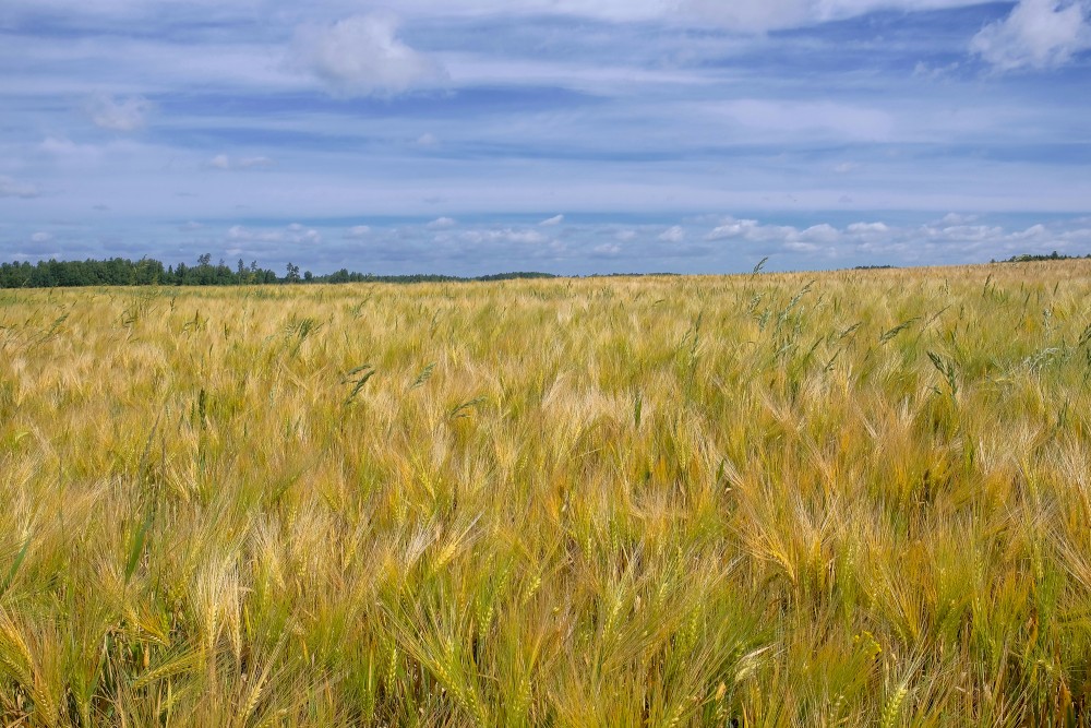 Golden Barley Field