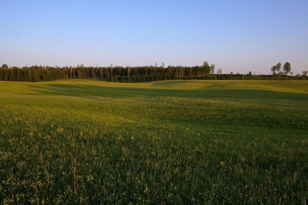 Vakara ainava laukos