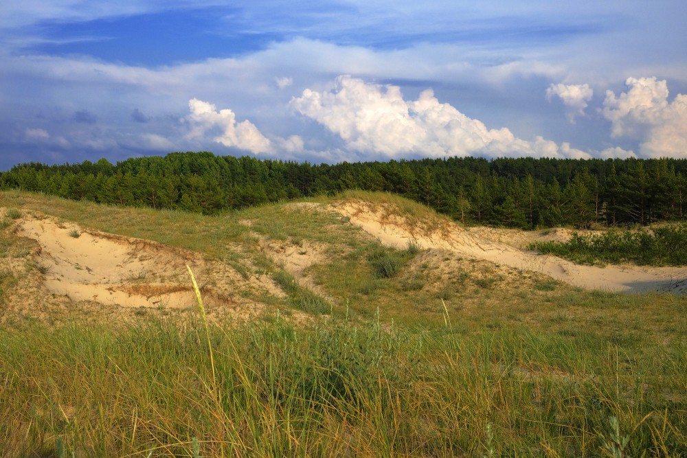 Kāpas un mežs, Kurzemes jūrmala