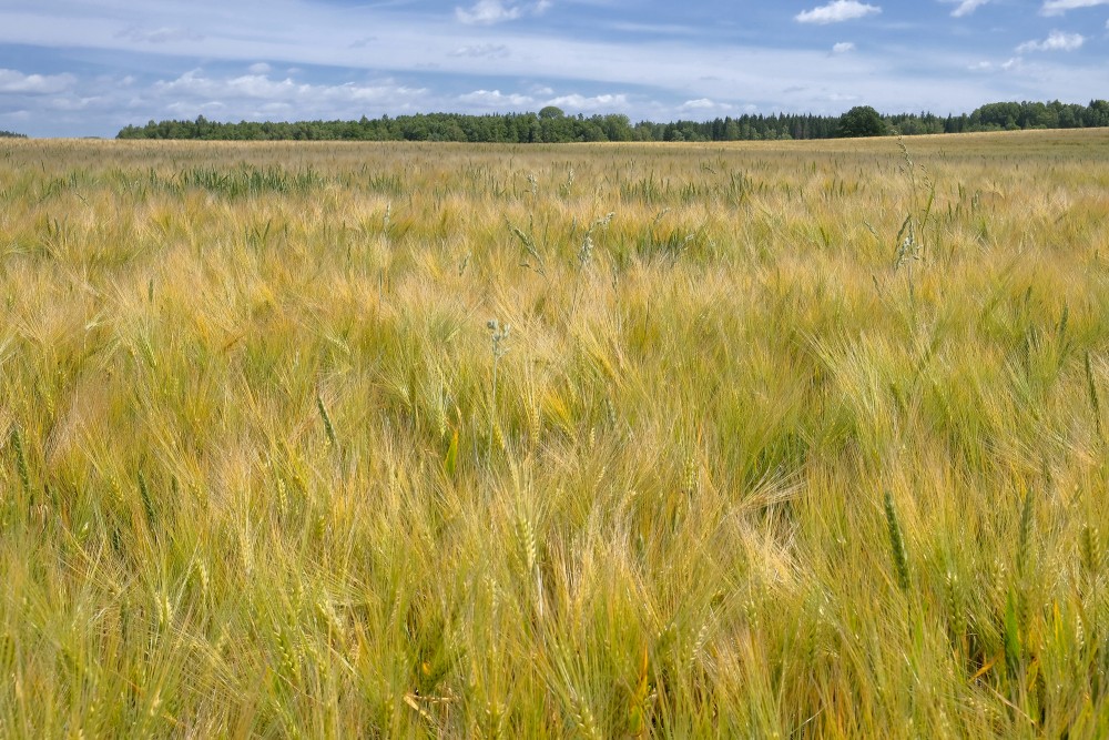 Barley Field