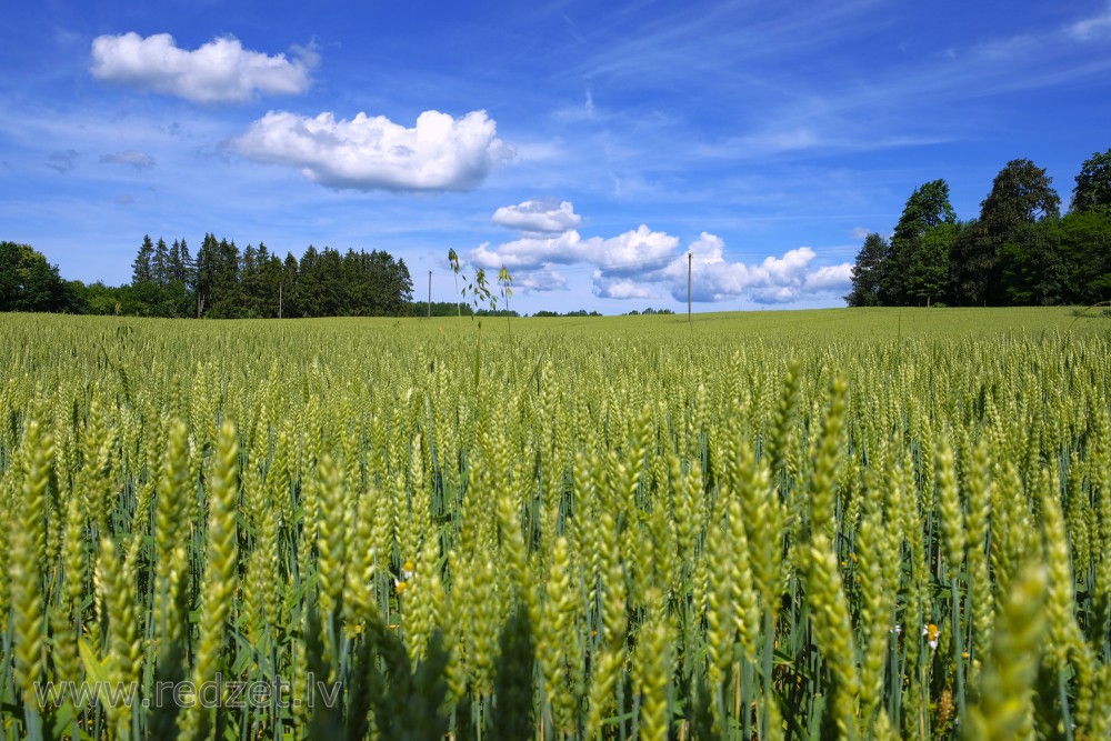 Wheat Field And Cumulus Cloud
