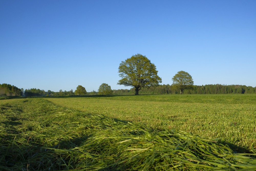 Nopļauta pļava