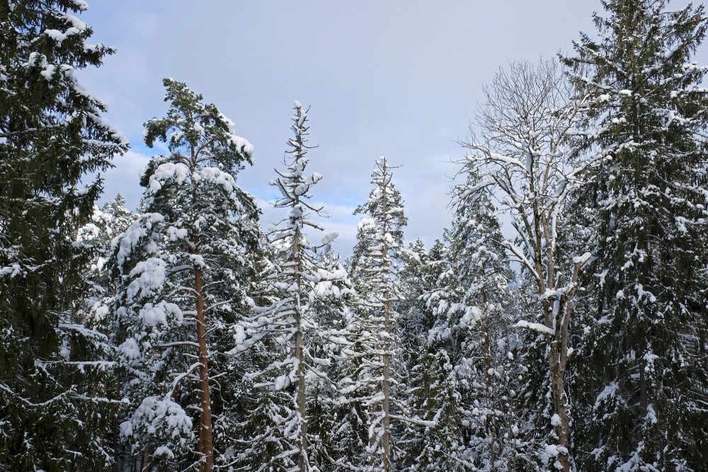 Snow Covered Trees in the Forest