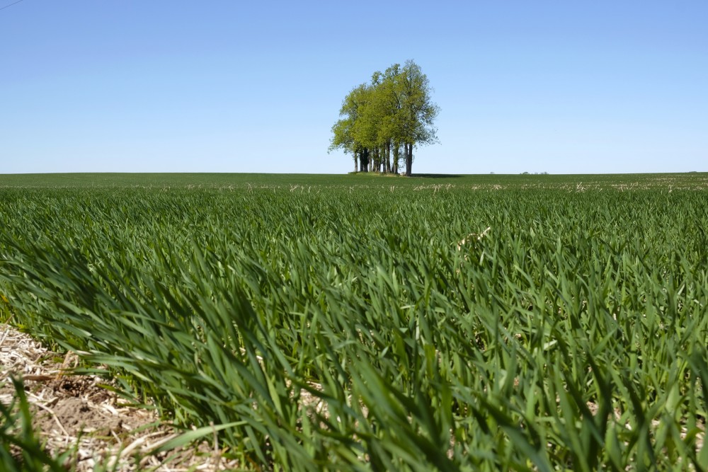 Trees In A Cereal Field