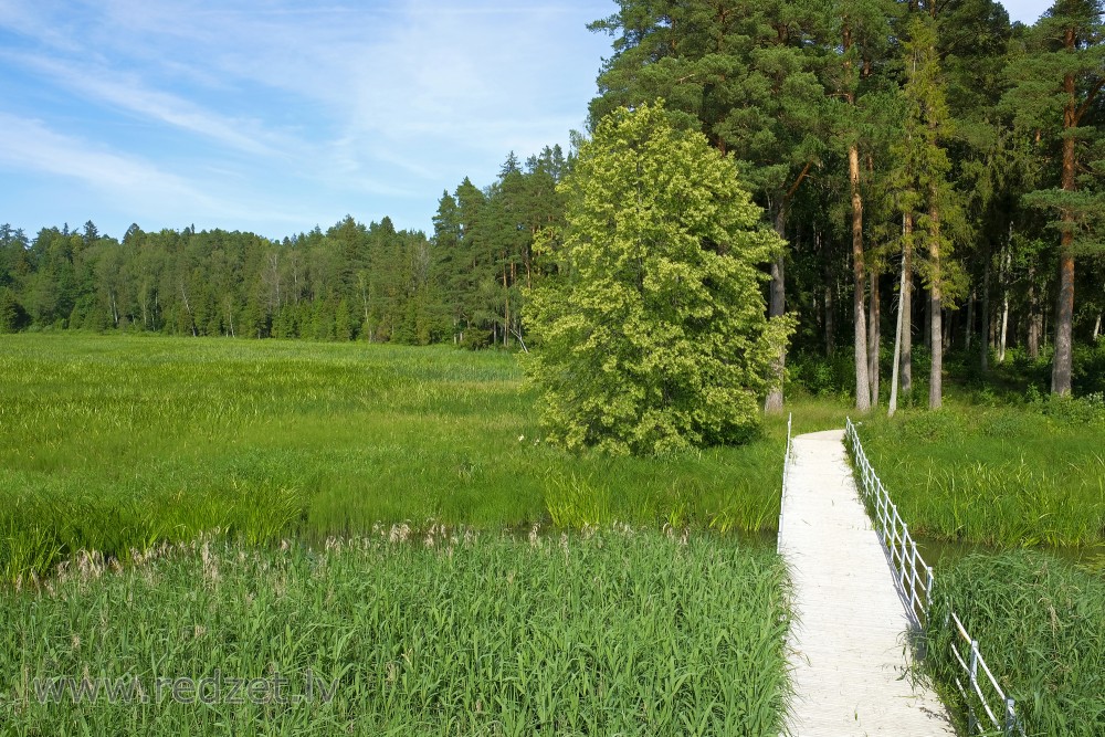 Kazdanga Manor Park Landscape