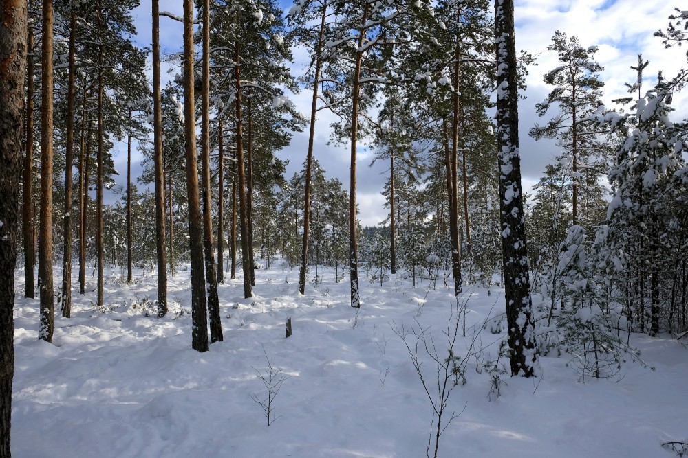 Priežu mežs ziemā