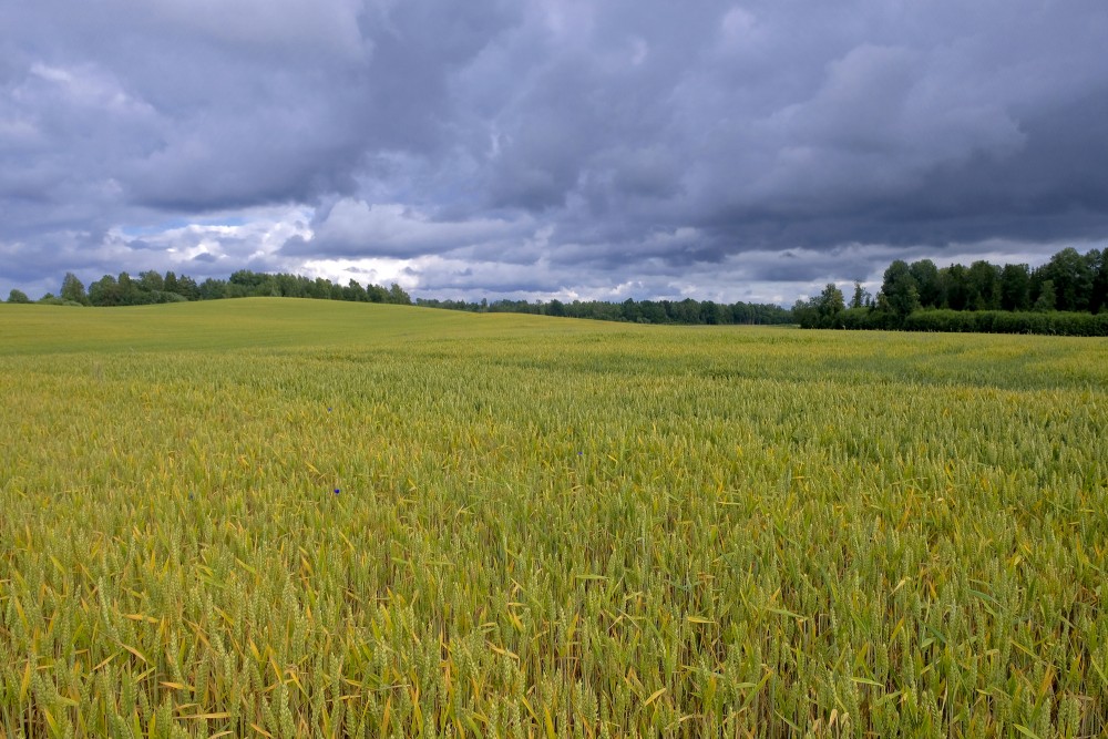 Tumšas mākoņainas debesis, kviešu lauks