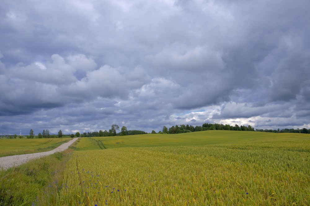 Lauku ainava, labības lauks, mākoņainas debesis