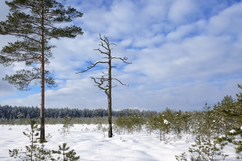 Ziemas ainava, Dabas liegums "Lielie Kangari"