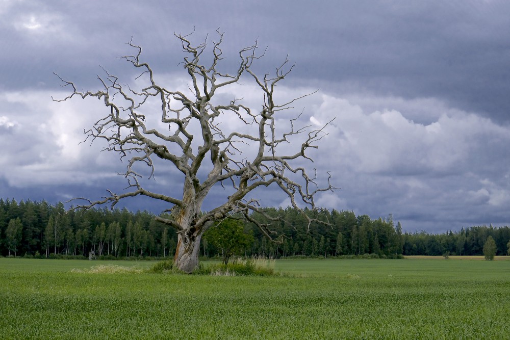 Nokaltis koks labības laukā