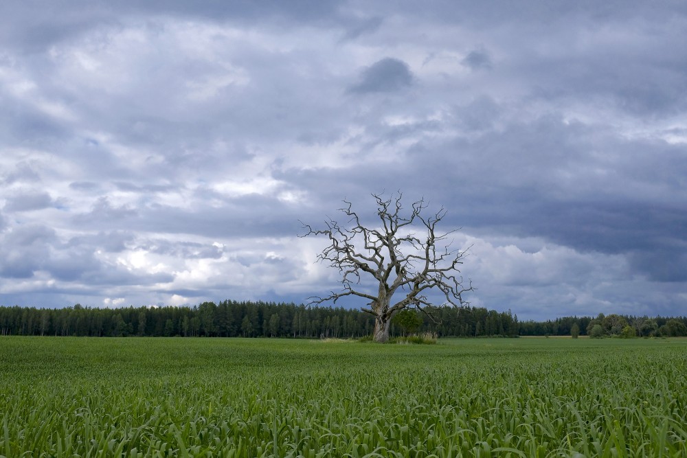 Lauku ainava ar nokaltušu koku Lauku ainava ar nokaltušu koku