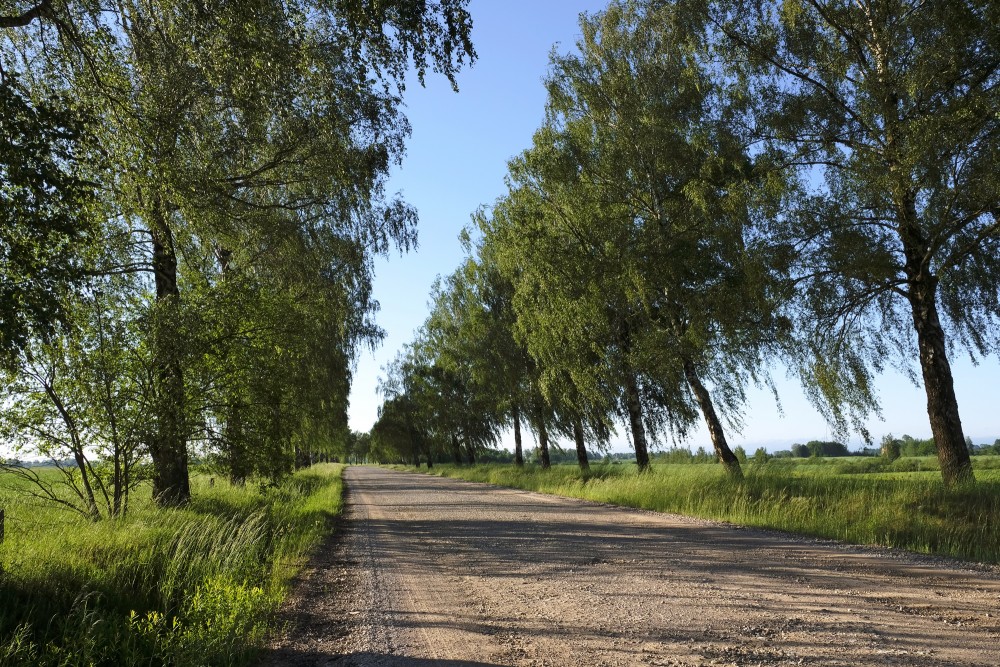 Birch Alley Along A Country Road